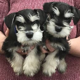 Miniature Schnauzer Puppies from Caesars Creek Miniature Schnauzers