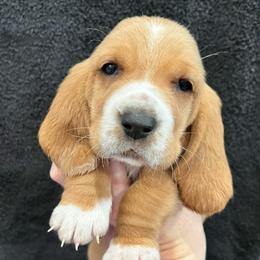 Skittles (rainbow) - Red and white female Basset Hound puppy in Kingsport, Tennessee from Bear’s Bassets