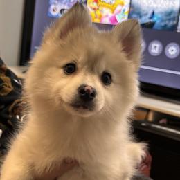 Khloe - Merle female Pomsky puppy in Bolingbrook, Illinois from Angel's Creek Pomskies