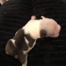 Lilo Purple - Red and white female Bulldog puppy in Laurel, Montana from Bull Mountain Bulldogs