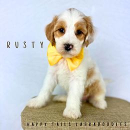Rusty - Tri-color male Australian Labradoodle puppy in Raleigh, North Carolina from Happy Tails Labradoodles