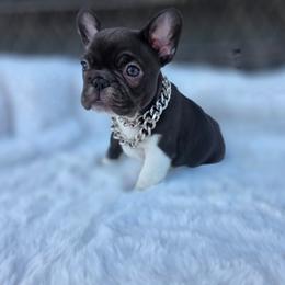 Loyal - Black and white female French Bulldog puppy in Terrebonne, Oregon from Scherners Frenchie Frenz