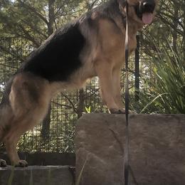 German Shepherd All Grown Up from Hidden Brook GSD