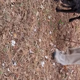 Labrador Retriever Puppies from Roxanne Lee