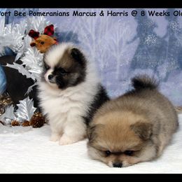 Pomeranian Puppies from Port Bee Pomeranian’s