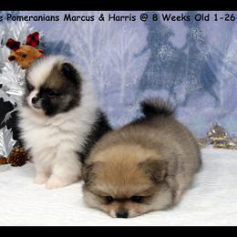 Pomeranian Puppies from Port Bee Pomeranian’s
