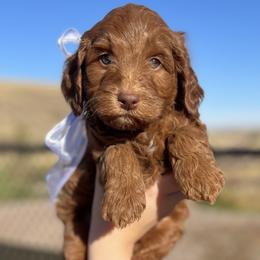 Meli's White Male - Apricot male Goldendoodle puppy in Great Falls, Montana from Montana Goldendoodles