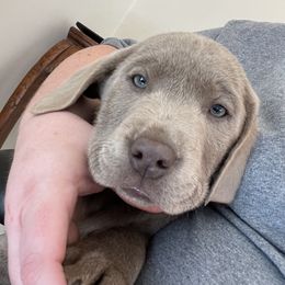 Dilute Retriever and Labrador Retriever Puppies from Cooper Charcoal Labs