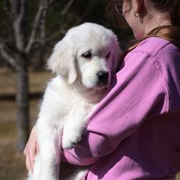 Latte - Light golden female Golden Retriever puppy in Hagerstown, Maryland from Pinewood Acres Goldens