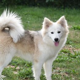 Harmony - Nenets Herding Laika