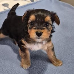 Puppy 1 - Parti male Yorkshire Terrier puppy in Newnan, Georgia from Yorkie Tales