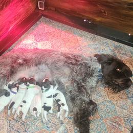 Girl 1 - Brown and gray female Wirehaired Pointing Griffon puppy in Clear Spring, Maryland from Moonshine's Wirehaired Pointing Griffons