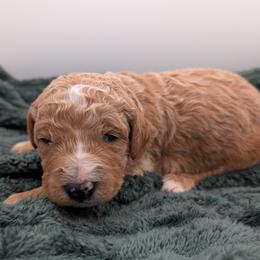 Orange - Apricot male Goldendoodle puppy in Midland, North Carolina from Alger Farm, LLC