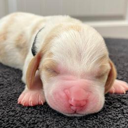 Cadbury (black) - Black white and brown male Basset Hound puppy in Kingsport, Tennessee from Bear’s Bassets