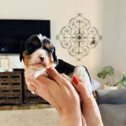 Hermes - Tri-color male Cavalier King Charles Spaniel puppy in Spring Hill, Florida from Parisian Puppies