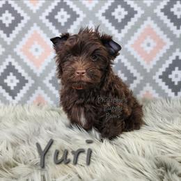 Yuri - Liver male Yorkshire Terrier puppy in Adair, Oklahoma from Phillippe's Puppy Paws