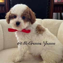 King - Apricot male Cavapoo puppy in Hesperia, California from McCraws N Paws