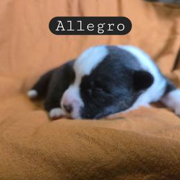 Allegro - Black and white male Cardigan Welsh Corgi puppy in Granite Falls, Washington from Mountain Paws Cardigan Welsh Corgis