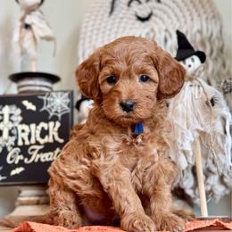 Blue - Red  male Goldendoodle puppy in Hesperia, Michigan from Red Acres Poodles & Doodles