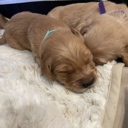 Golden Retriever Puppies from Tradershire Goldens