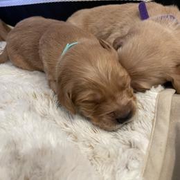 Golden Retriever Puppies from Tradershire Goldens