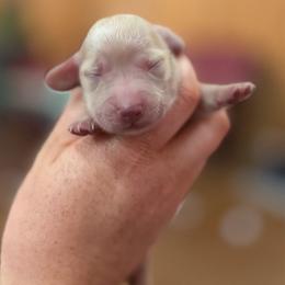 Angie Steadman - Cream female Dachshund puppy in Stamford, Texas from West Texas Miniature Dachshunds