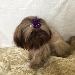 Kandi - Shih Tzu