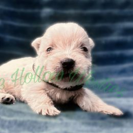 Green - White male West Highland White Terrier puppy in Cleveland Tx, Texas from Pixie Hollow Westies