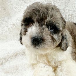 Sterling - Parti male Poodle puppy in Queens, New York from The 2 Musketeers_Cockapoos