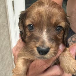 Milo - Red male Dachshund puppy in Harrison, Arkansas from Dachshunds on the Hill
