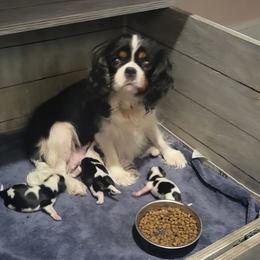Charlotte - Cavalier King Charles Spaniel