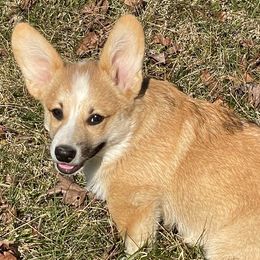 Pembroke Welsh Corgi Puppies from Music City Pembroke Corgis