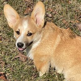 Pembroke Welsh Corgi Puppies from Music City Pembroke Corgis