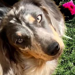 Athena - Dachshund