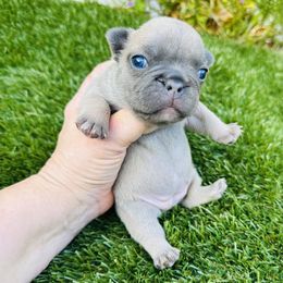 Elsa - Blue fawn female French Bulldog puppy in Jacksonville, Florida from Jacksonville Frenchies