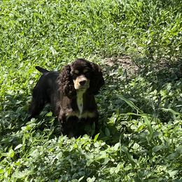 Molly - Cocker Spaniel