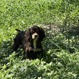 Molly - Cocker Spaniel