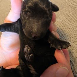 Onyx - Black female Dachshund puppy in Oklahoma from Wilkinson’s Waggish Weiner Dogs