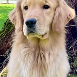 Golden Retrievers from River Road Golden Retrievers