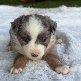 Smallest blue merle - Blue merle female Miniature Australian Shepherd puppy in Graham, North Carolina from Thompson Farm Mini Aussies