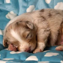Revere - Red merle male Australian Shepherd puppy in Springville, New York from RisingStar Australian Shepherds