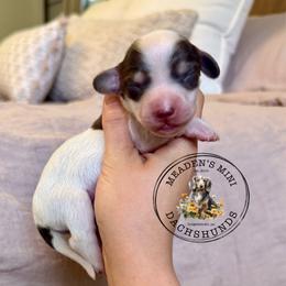 Teal Collar - Piebald female Dachshund puppy in Beaver, Pennsylvania from Meaden’s Mini Dachshunds