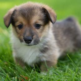 Rowan - Sable male Pembroke Welsh Corgi puppy in Elberta, Utah from 3F Farms- Pembroke Welsh Corgis and Irish Wolfhounds