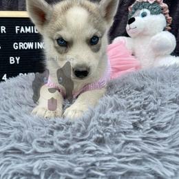 Venus - Gray and white female Siberian Husky puppy in Lagro, Indiana from Siberian Huskies-Beckham the Great