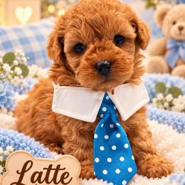 Latte - Brown male Shihpoo puppy in Cooper City, Florida from Jenny La Bone