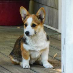 Australian Shepherd and Pembroke Welsh Corgi Puppies from Salt Creek Farm Dogs