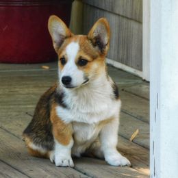Australian Shepherd and Pembroke Welsh Corgi Puppies from Salt Creek Farm Dogs