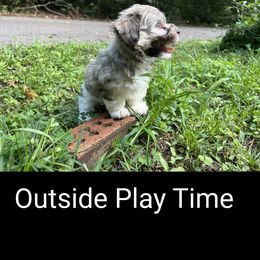 Havanese Puppies from LaBeouf Havanese’s