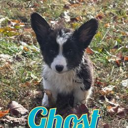 Ghost - Black and white male Cardigan Welsh Corgi puppy in Bland, Missouri from Shadey Lane Corgis
