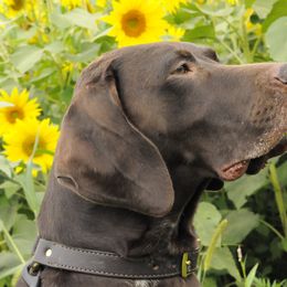 Ember - German Shorthaired Pointer
